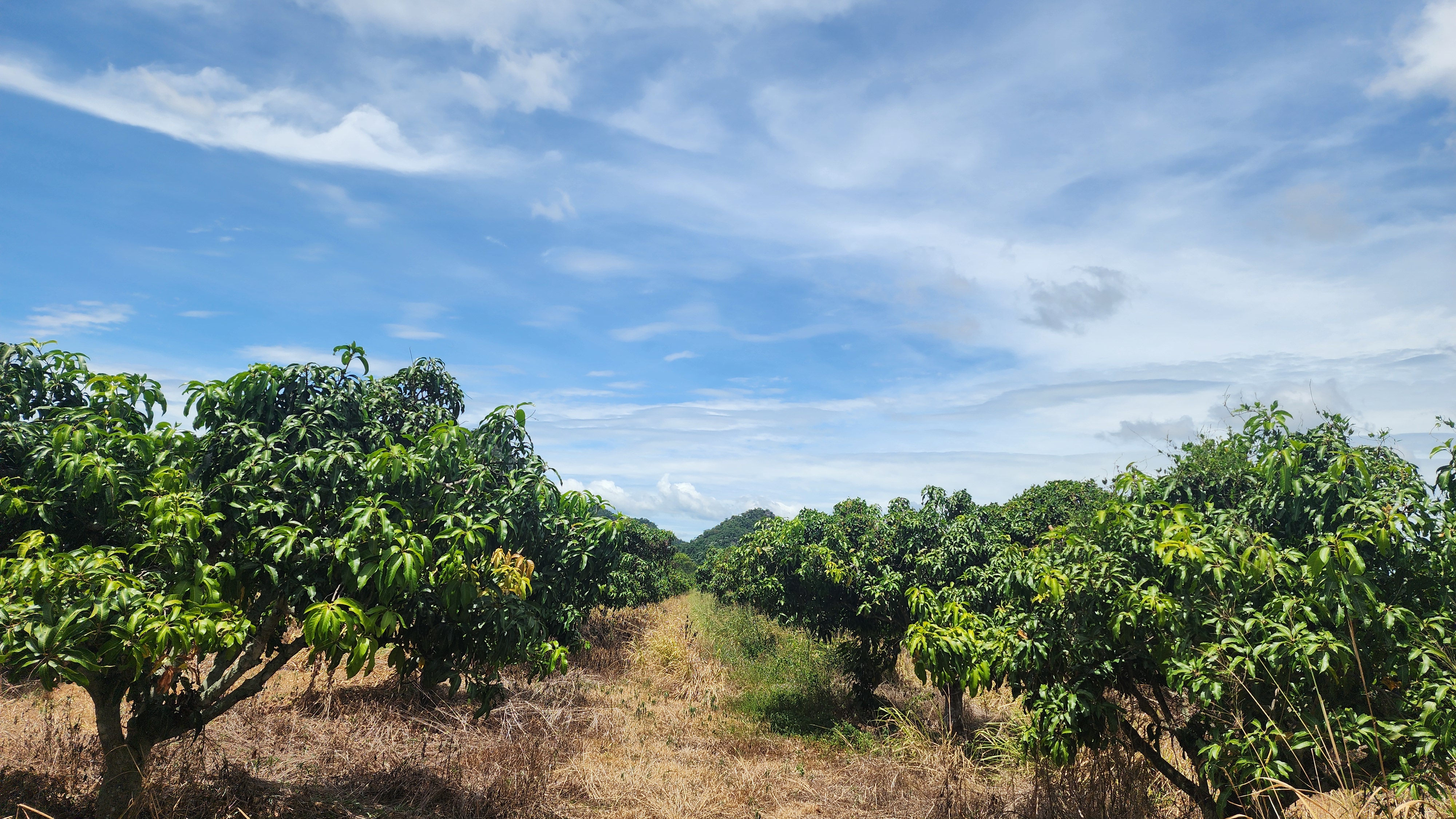 Korat - Farm Land