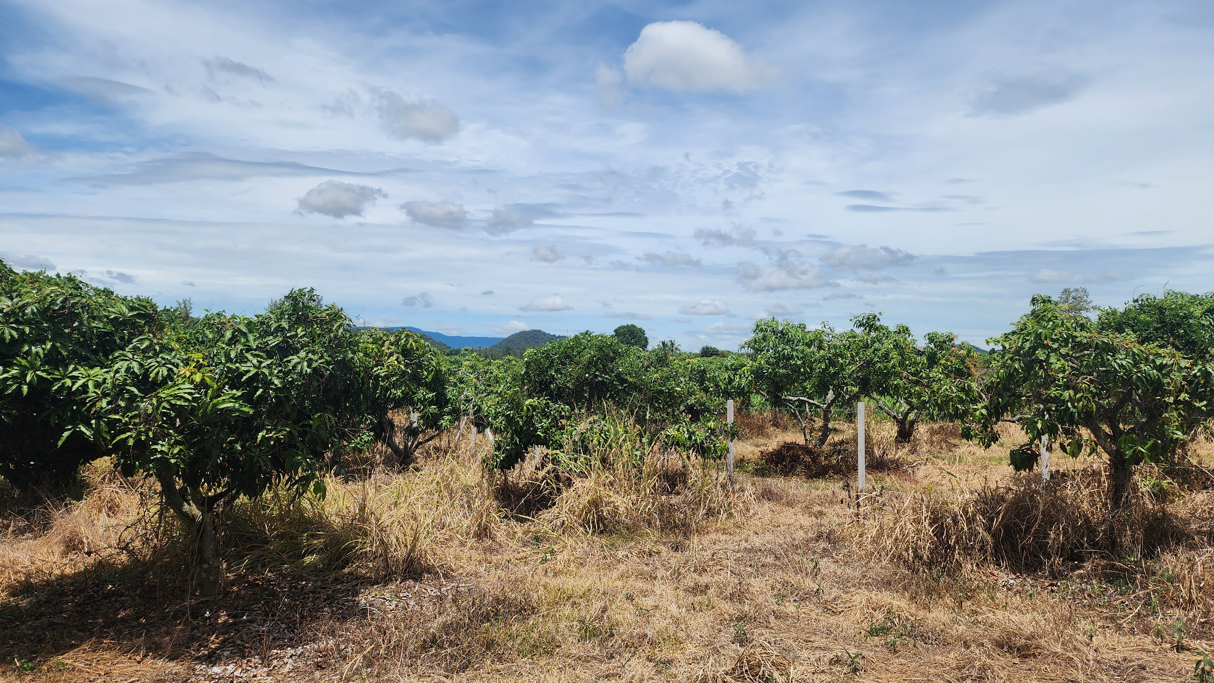 Korat - Farm Land