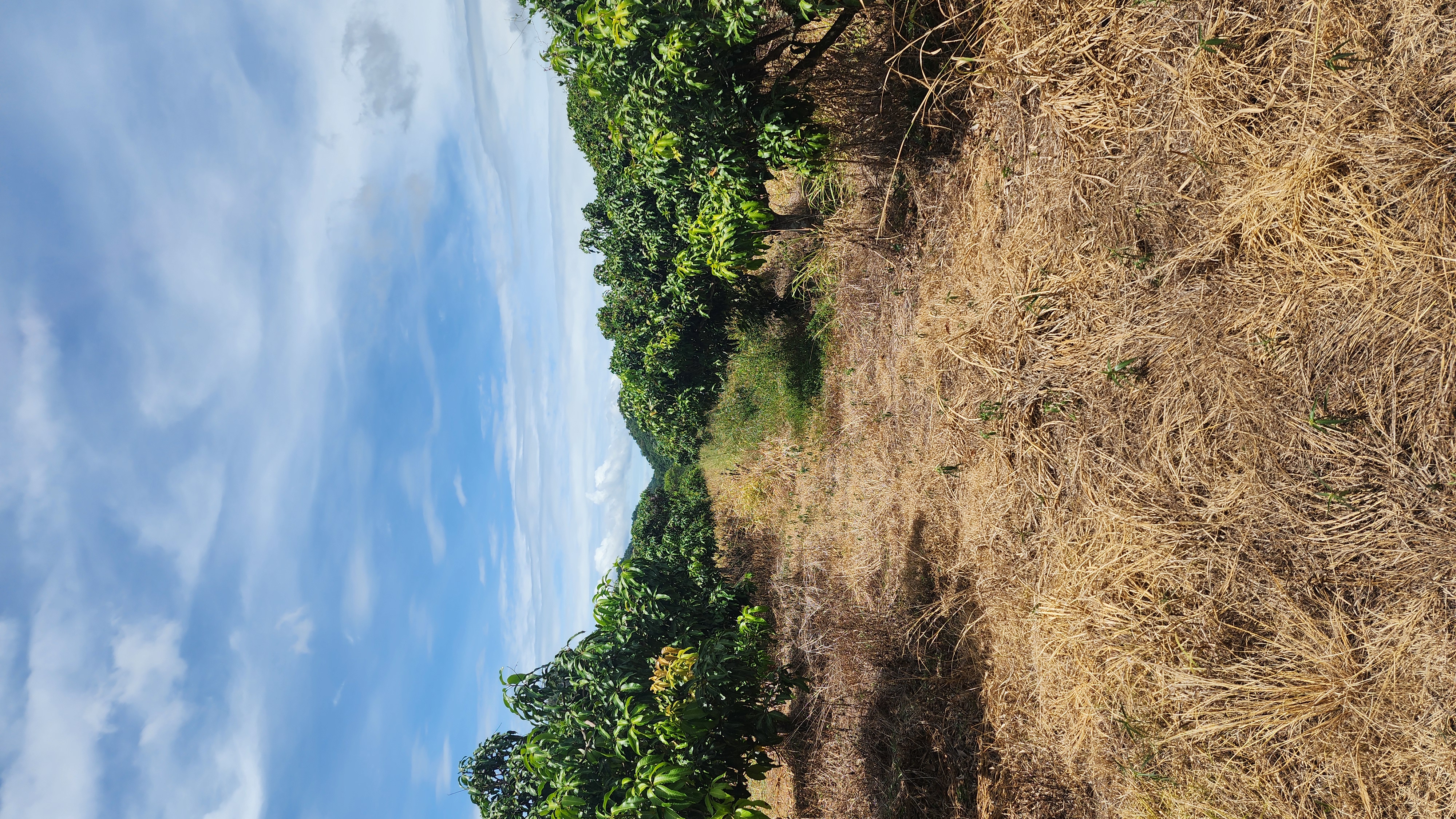 Korat - Farm Land