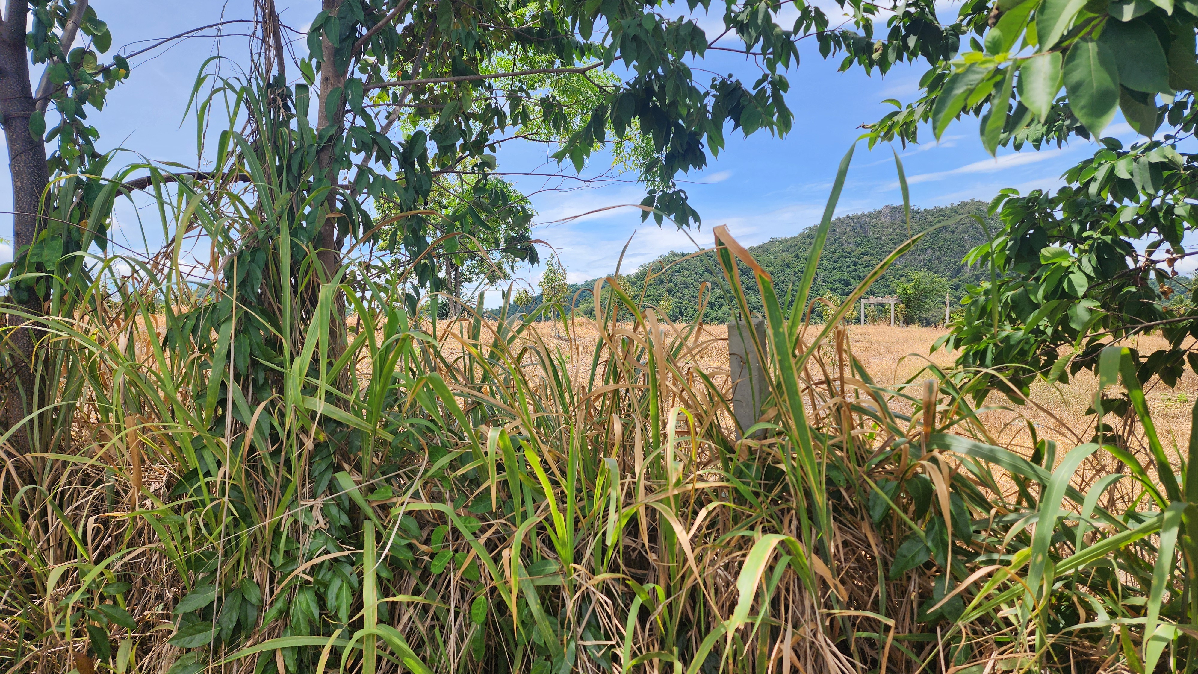 Korat - Farm Land
