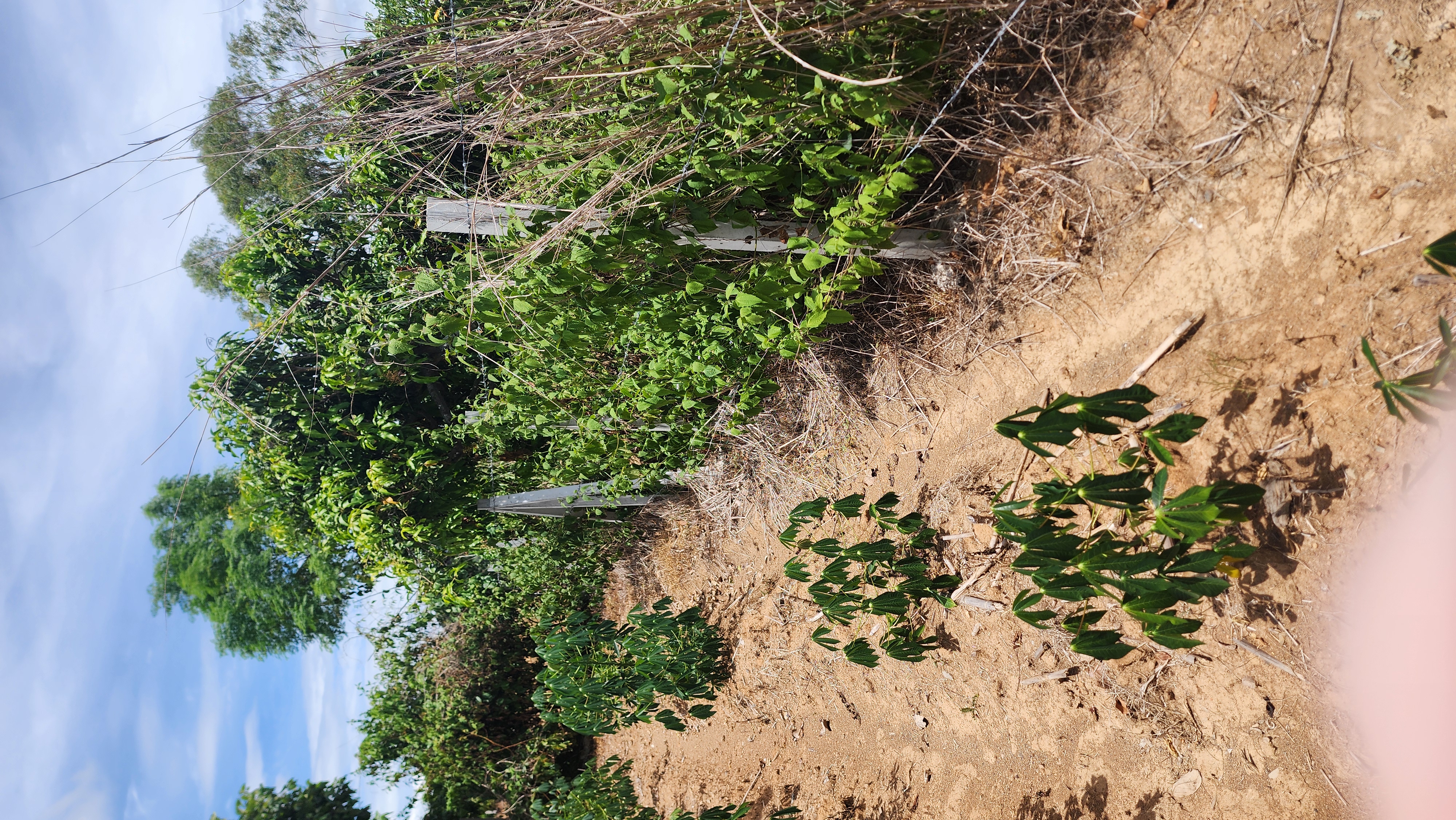 Korat - Farm Land