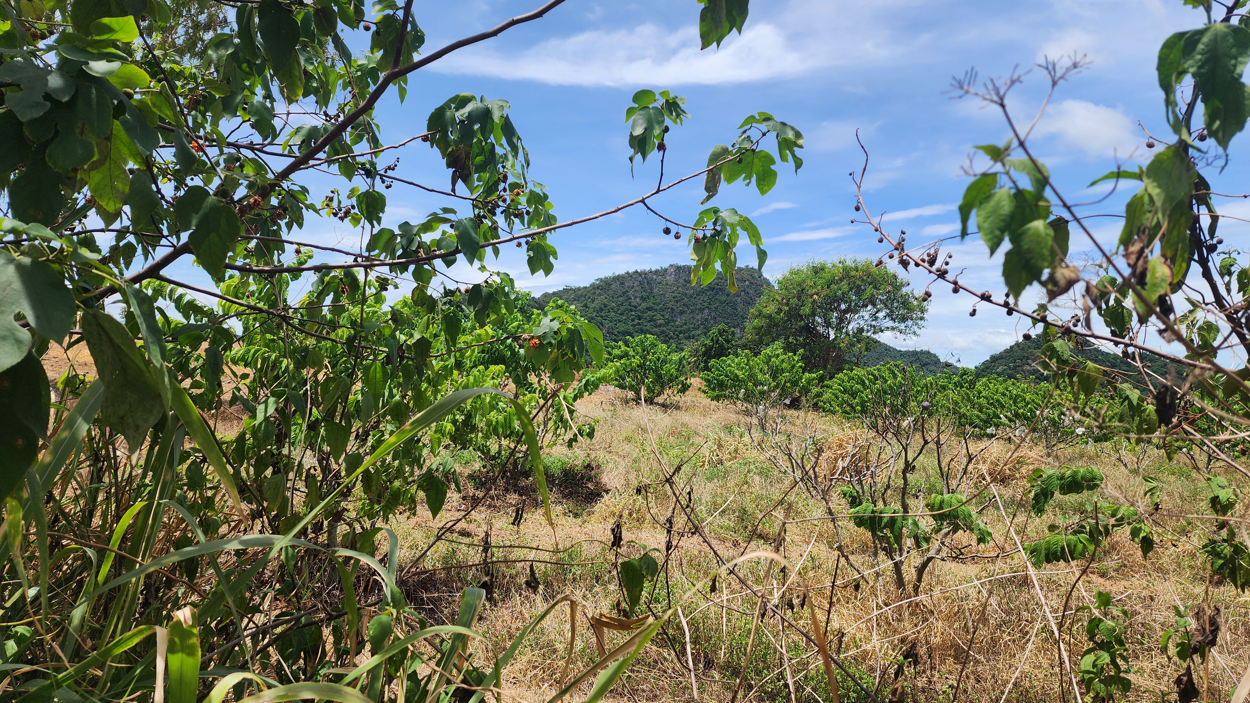 Korat - Farm Land